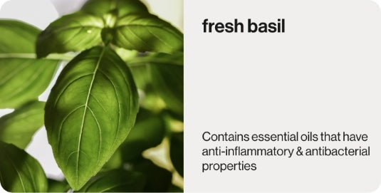 Fresh Basil used as a ingredients in healthy tomato basil soup.