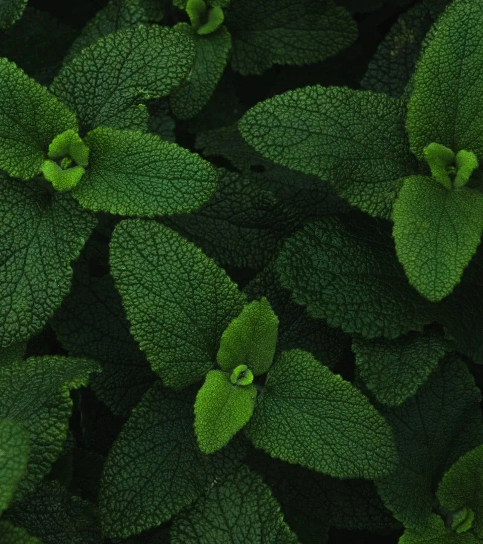 OutliveLemon Mint Soup Mix Mint ingredient used in soup