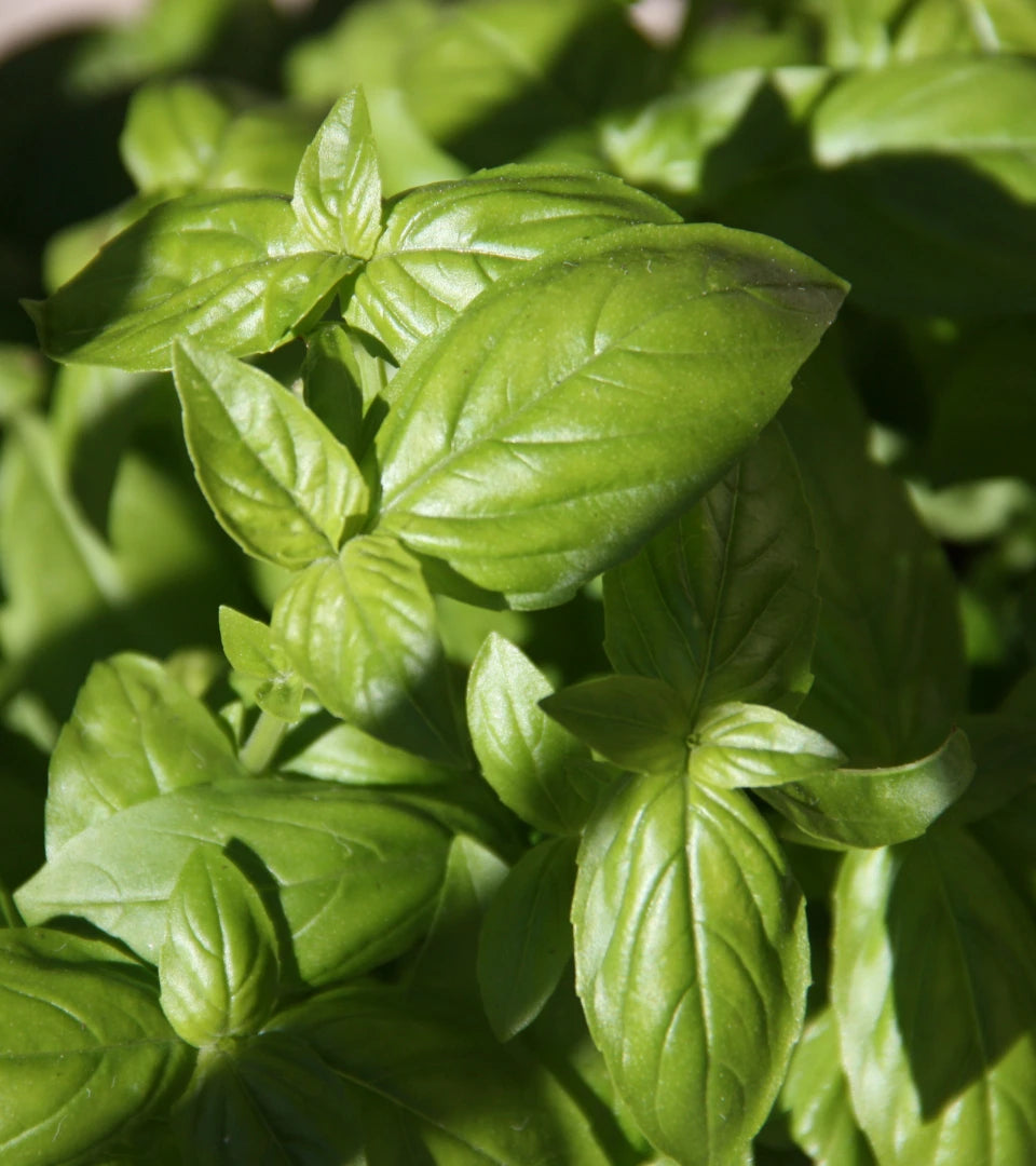 Outlive Tomato Basil Soup Mix nutritious basil notes